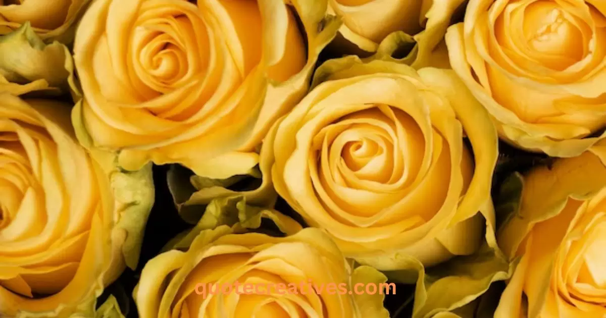 The Beauty of Yellow Roses Through Quotes